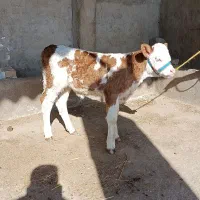 گوساله ماده سیمینتال شرابی جنس اصیل|حیوانات مزرعه|گنبد کاووس, |دیوار