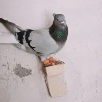 سبز دمسفید ماده