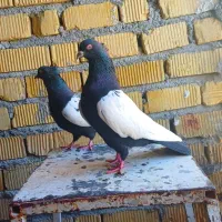 جفت کبوتر سینه سیاه واکسی دیدنی کلکسیونی
