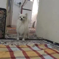 سگ روباهی