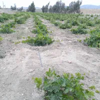 زمین صنعتی و کشاورزی کارخانه|فروش دفتر صنعتی، کشاورزی، تجاری|کرمانشاه, |دیوار