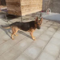 سگ ژرمن  فروشی