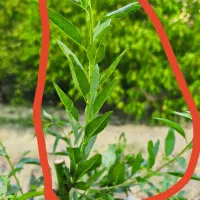 ینجه مارگون