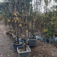 درخت نهال نهالستان نشاء شناسنامه دار قم تولیدی