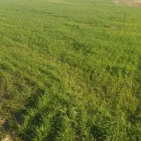 طبیعت گردی|کوهنوردی و کمپینگ|تهران, ازگل|دیوار