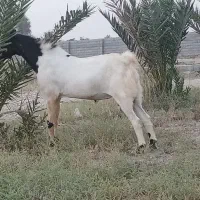 چند راس بز و کهره