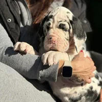 توله گریت دین های وارداتی شجره دار|سگ|تهران, الهیه|دیوار