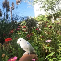 طوطی برزیلی