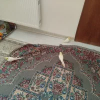 عروس هلندی نر ماده