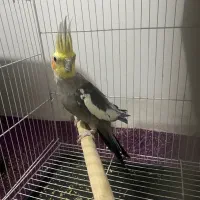 یک عدد عروس هلندیه نر معاوضه دارم