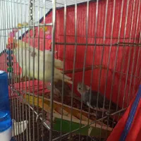 عروس هلندی مولد