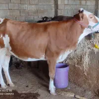 تلیسه سیمینتال ۸ماه ابستن گاو، گوساله|حیوانات مزرعه|کرمانشاه, |دیوار