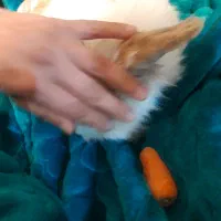 خرگوش لپ هلندی