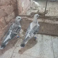 دو عدد شامی نر
