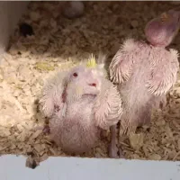 دوجفت عروس هلندی به همراه تخم و جوجه به شرط