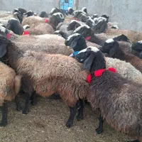 گوسفندمیش شال قوچ