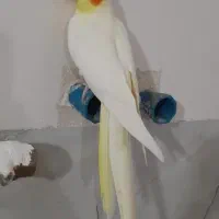 عروس هندی ماده خاص