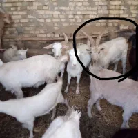 تگه سانن|حیوانات مزرعه|ملایر, |دیوار