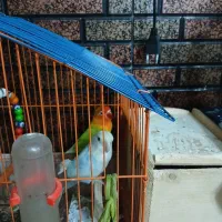 طوطی بلژیکی