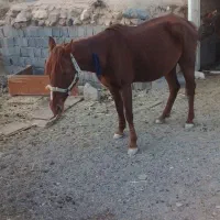 اسب مادیان فروشی یقره|اسب و تجهیزات اسب‌سواری|تربت جام, جامرود|دیوار