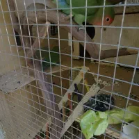 طوطی برزیلی|پرنده|بجنورد, |دیوار