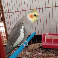 عروس هلندی|پرنده|مریوان, |دیوار