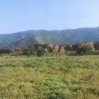 نهال توت فرنگی سابرینا|خدمات باغبانی و درختکاری|خان ببین, |دیوار