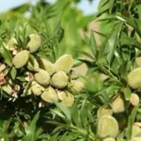 پیش فروش نهال بادام خوشه ای