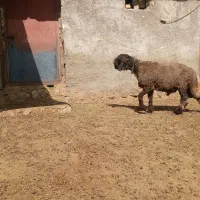 فروش بره قوچی