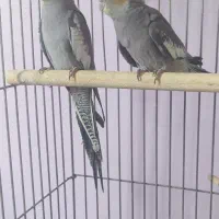 دو عدد عروس هلندی