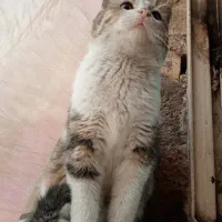 گربه دستی دستی