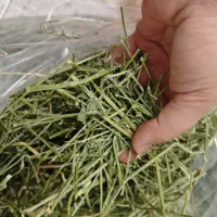 یونجه خشک درجه 1