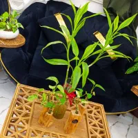 مبل پنج نفره کلاسیک|مبلمان خانگی و میز عسلی|لنگرود, |دیوار