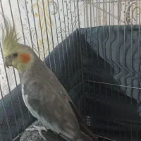 عروس هلندی نر کاملن دستی باقفس سخنگو