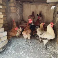 هفت عدد مرغ و خروس