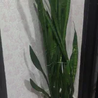 گل طبیعی زیبا وشاداب|گل و گیاه طبیعی|جوانرود, |دیوار