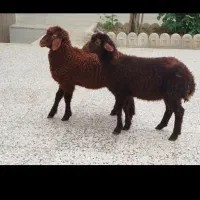 بره ریز افشاری