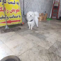 اشپیتز تریر
