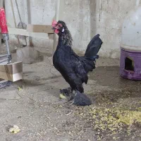 خروس جوان یوسل بلژیکی زیبا|حیوانات مزرعه|قم, کاسه گران|دیوار