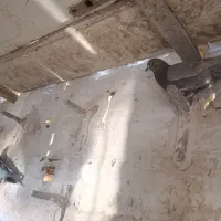 کبوتر|پرنده|پشتکوه (سیستان و بلوچستان), |دیوار