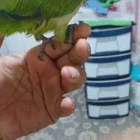 طوطی راهب سخنگو|پرنده|تهران, جی|دیوار