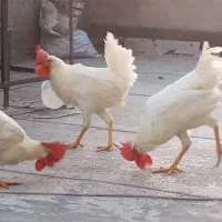 تعداد ۳عدد خروس جوان
