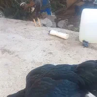 خروس و مرغ لاری|حیوانات مزرعه|طارم, |دیوار