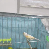 قناری نر و ماده با دوعدد قفس|پرنده|فولادشهر, مسکن مهر فولادشهر|دیوار