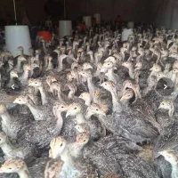 نیمچه بوقلمون آمریکایی