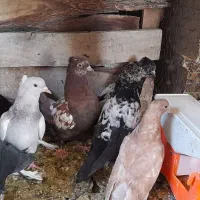 کبوتر سینه ای دم سفید