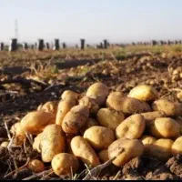 سیب زمینی درجه یک لوکس آگیریا