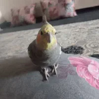 عروس هلندی گمشده