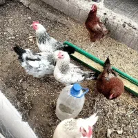 مرغ تخم گذار