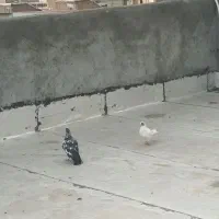 دوعددکبوترصیدشده